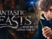 สัตว์มหัศจรรย์และถิ่นที่อยู่ (2016) Fantastic Beasts and Where to Find Them พากย์ไทย เต็มเรื่อง
